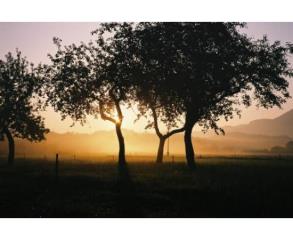 Pomežik sonca  Sonnenblinzeln  Wink of the sun